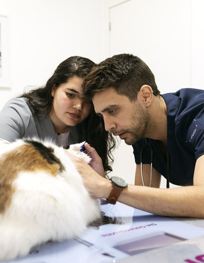 mirando los ojos a un gato dos veterinarios